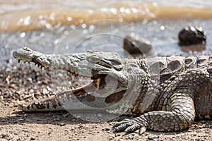 Big nile crocodile, Awash Falls Ethiopia