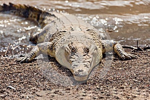 Big nile crocodile, Awash Falls Ethiopia