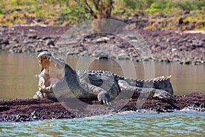 Big nile crocodile, Chamo lake Falls Ethiopia photo
