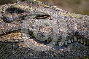 Big Nile Crocodile with teeth showing