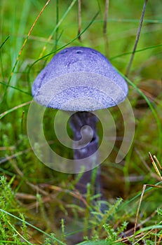 Big non edible mushroom