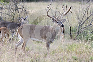 Big non-typical buck looking at doe in heat