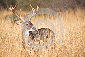 Big non-typical whitetail