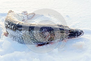 Big northern pike Esox lucius. winter fishing. Ice fishing