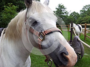 Big nose horse