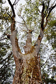 Big oak.
