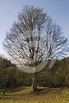 Big oak tree