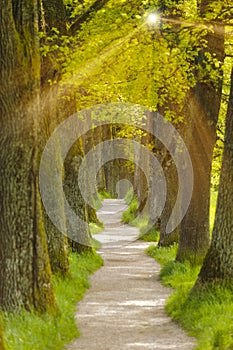 big oak tree alley with foot path