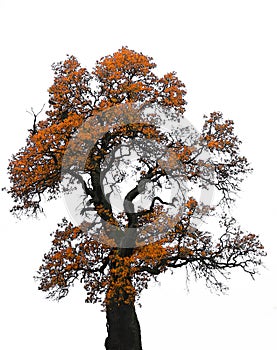 Big oak tree in autumn, on white background