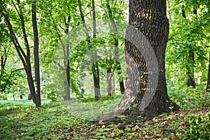 Big oak tree in Beautiful park scene in park with green grass