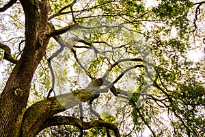 Big oak tree branches seen from below in cloudy day in charleston south carolina