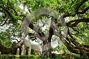 The biggest oak tree in Jacksonville, Florida photo