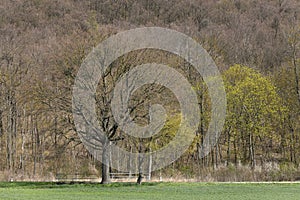 A big oak tree in front of a big deciduos forest in Weinviertel, Lower Austria