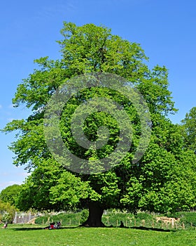 A big oak tree in front a blue sky