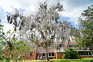 A big oak tree in front of University of Florida building