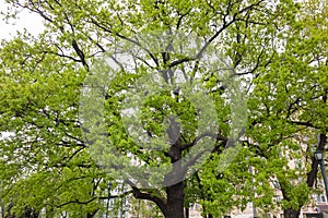 Big oak tree with green leaves in spring city park
