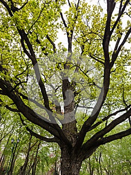 Big oak tree with green leaves in spring city park