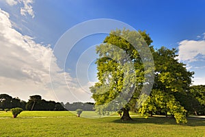 Big Oak Tree on a Green Meadow