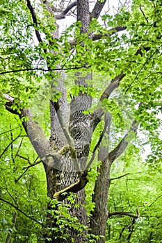 Big oak tree in green spring forest