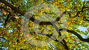 Big oak tree with green and yellow leaves over clear blue sky at sunny autumn day. Abstract nature background