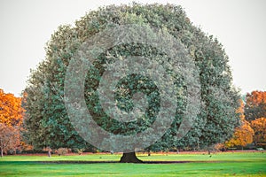 Big oak tree in Greenwich park, London, England