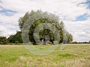 A big oak tree landscape outside along river with person walking