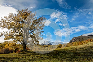 Big Oak Tree in the Monti Sibillini National Park, Le Marche, Italy