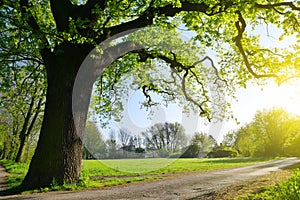 Big oak tree in the park.