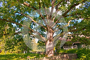 Big oak tree in the park at a day