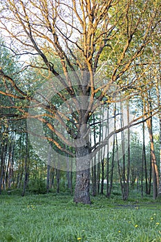 Big oak tree in park in sunset sunlight.