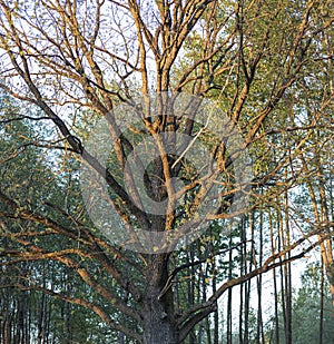 Big oak tree in park in sunset sunlight. Scenery spring forest landscape