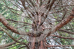 Big Oak tree plant under bottom view