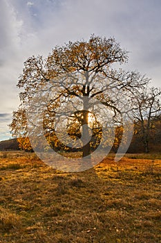 Big oak tree at sunset