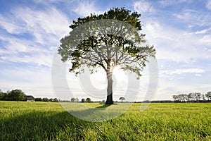 Big oak tree and sunshine