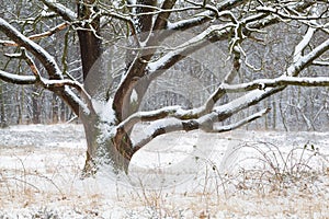 Big oak tree in winter snow