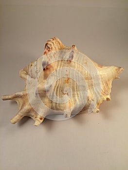 Big ocean sea shell