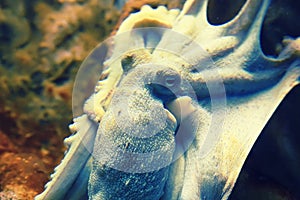 Big octopus close up under water, beige toning