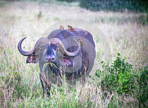 A big old african or cape buffalo is eating grass on a open grass plain. Africa`s big 5 five animals Tsavo National park.