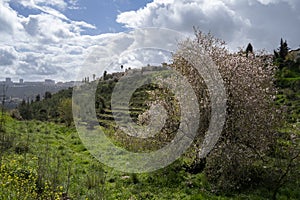 A Big Old Almond Tree in a Landscape of the Judea Mountains, Israel