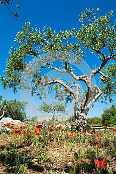 Big and old ancient olive tree in the olive garden in Mediterran