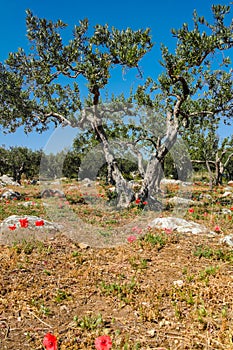 Big and old ancient olive tree in the olive garden in Mediterran