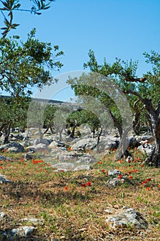 Big and old ancient olive tree in the olive garden in Mediterranean