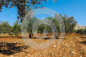 Big and old ancient olive tree in the olive garden in Mediterranean