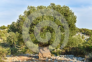 Big and old ancient olive tree in the olive garden