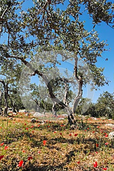 Big and old ancient olive tree in the olive garden in Mediterranean