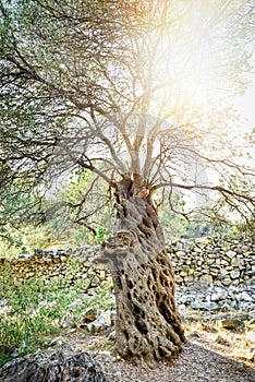 Big and old ancient olive tree in the olive garden