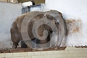 Big old Asian elephant.