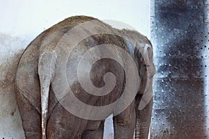 Big old Asian elephant