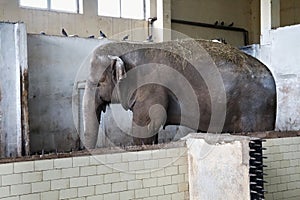 Big old Asian elephant.
