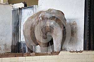 Big old Asian elephant.